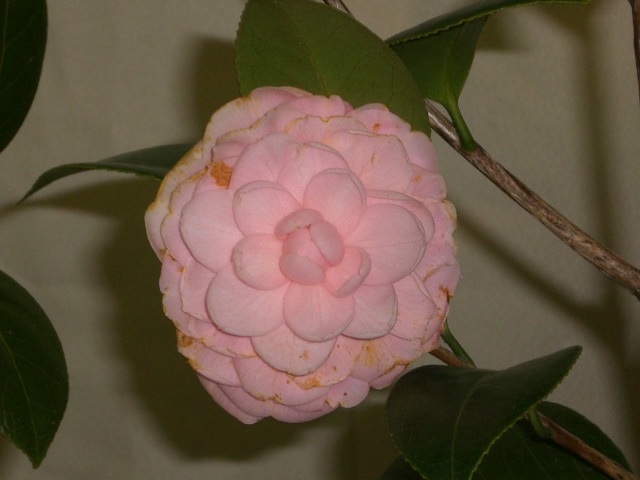 f0153475_13352869.jpg