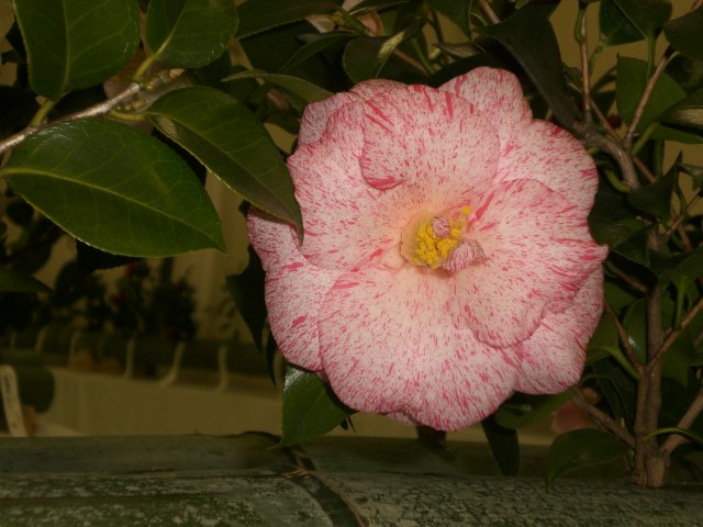 f0153475_1336448.jpg