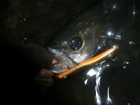 f0069890_23261778.jpg