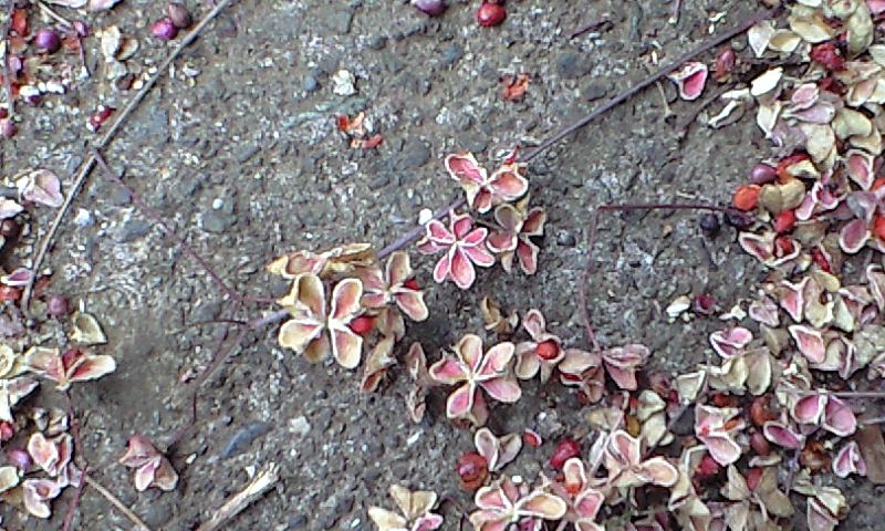 b0083902_1161985.jpg