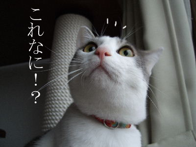 c0006312_17553983.jpg