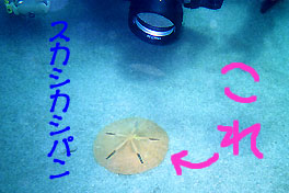 b0044726_9451628.jpg