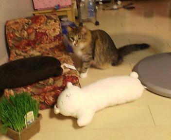 a0090729_0552926.jpg