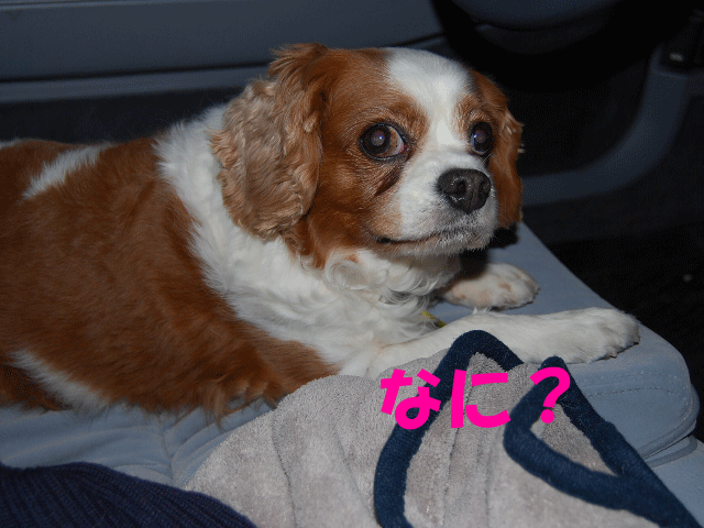 c0136838_2274014.gif