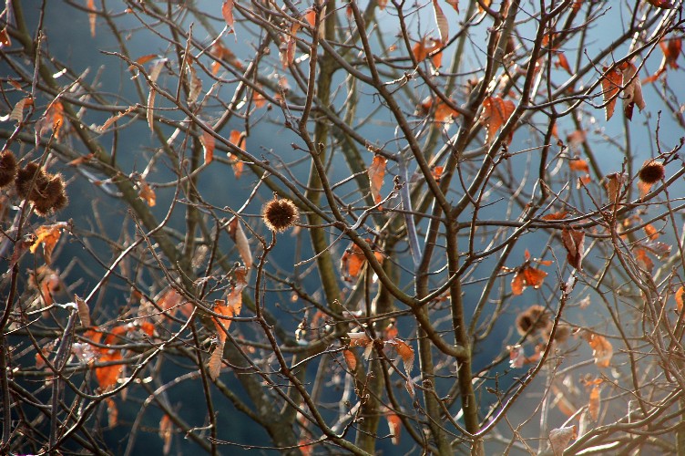 e0009147_1752667.jpg