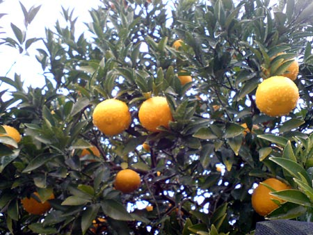 e0034047_16184838.jpg