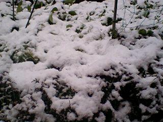 f0085291_1756514.jpg