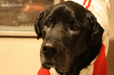 c0149893_23391537.gif