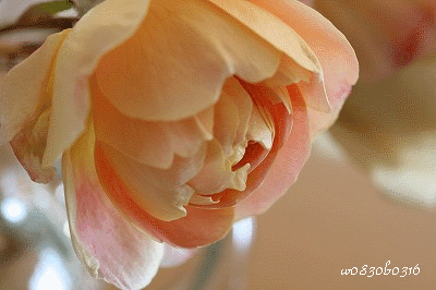 c0149893_23413495.gif