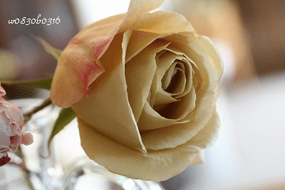 c0149893_23433363.gif