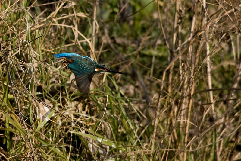f0063403_21582353.jpg