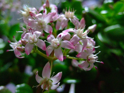 f0147025_1813966.jpg