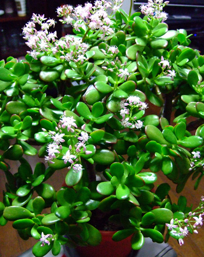 f0147025_1818536.jpg
