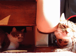 c0136736_11152199.gif