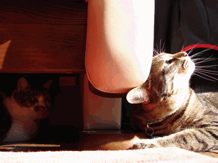 c0136736_11155552.gif