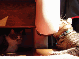 c0136736_11162120.gif