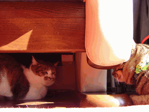 c0136736_11173828.gif