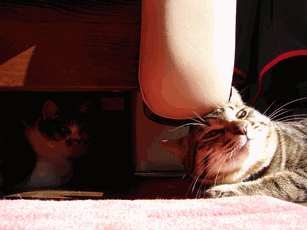 c0136736_11191198.gif