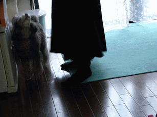 c0136736_11242666.gif