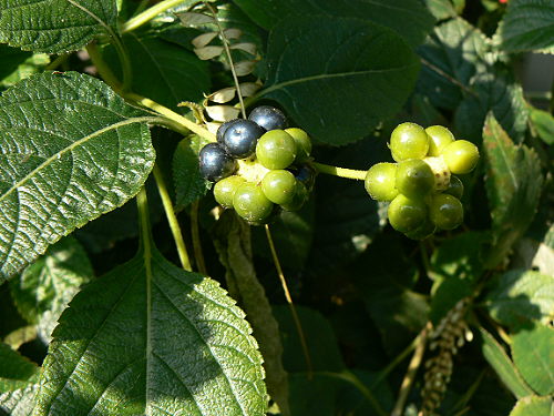 d0091754_205518.jpg
