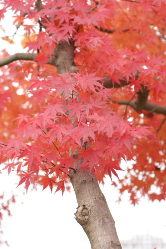 紅葉
