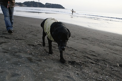 c0149893_014912.gif