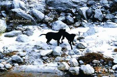 c0149893_0325110.gif