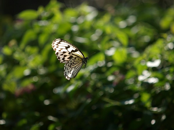 c0109827_20393939.jpg