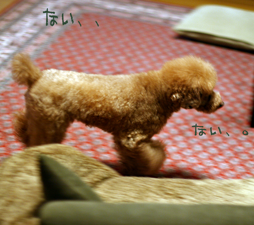 f0001895_16363388.jpg