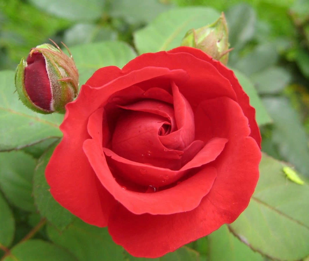 e0118096_1043355.jpg