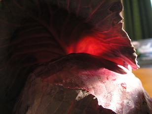 f0008510_20111574.jpg