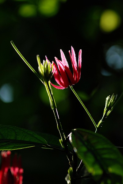 c0027027_1453675.jpg