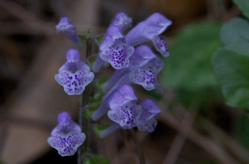 d0053930_1711672.jpg