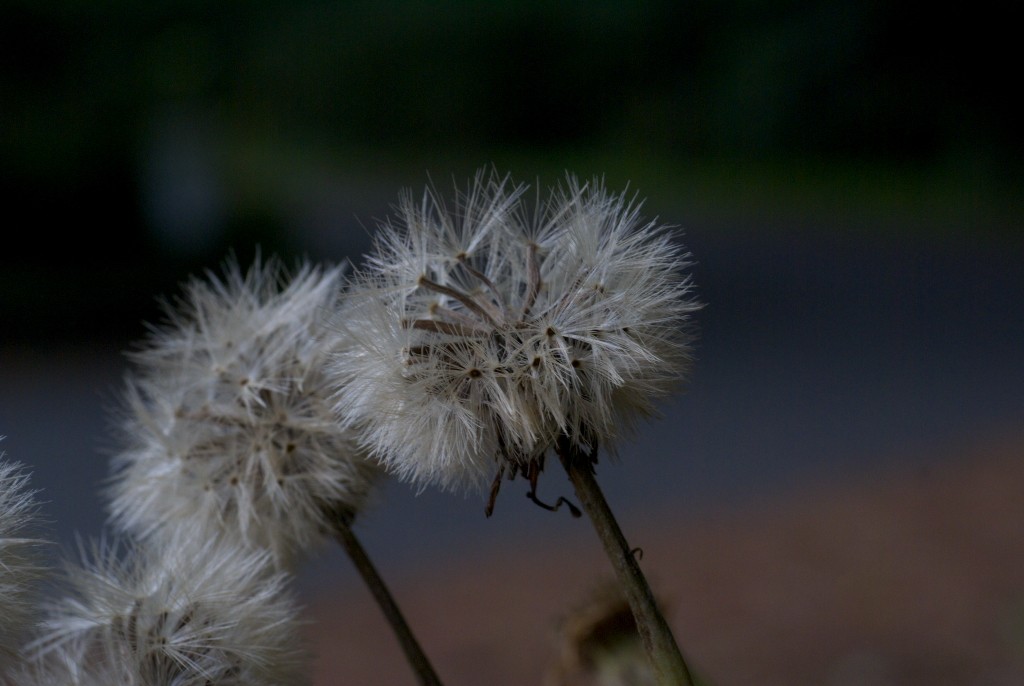 d0053930_1792473.jpg