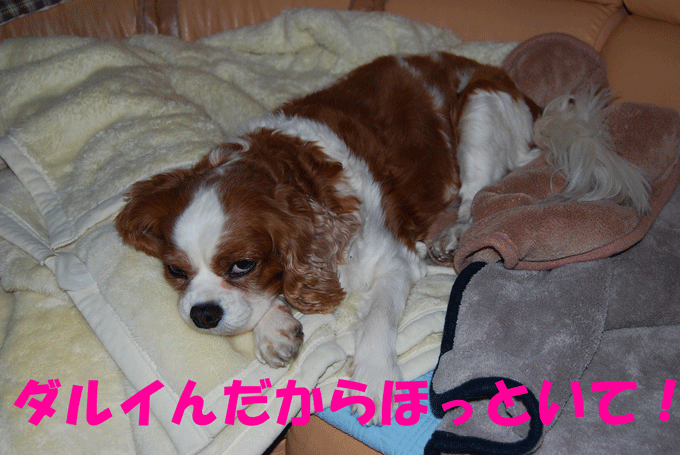 c0136838_2146277.gif