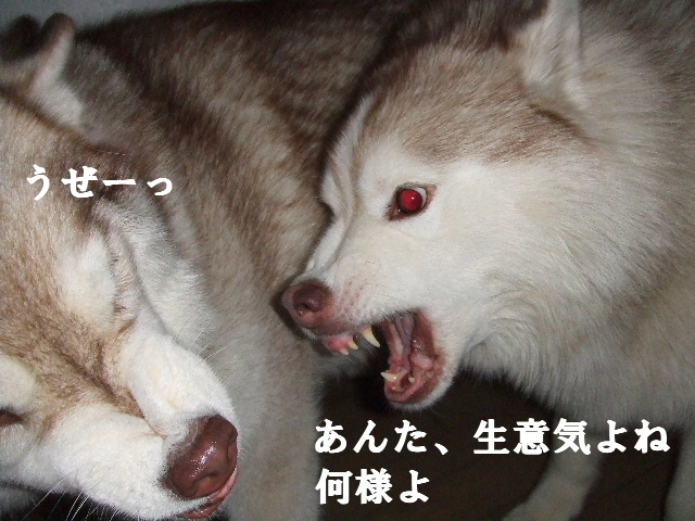 e0121548_2038938.jpg