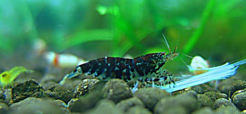 a0046952_17391545.jpg