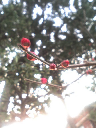 f0039281_1737460.jpg