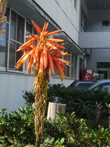 b0115085_11394119.jpg