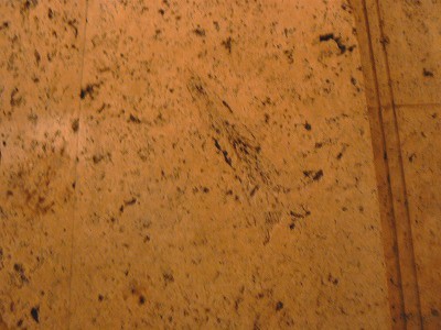 f0079289_1118404.jpg