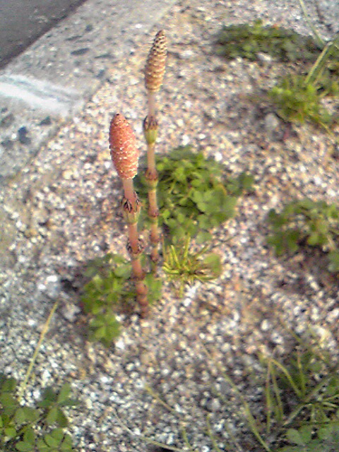 c0111310_21473399.jpg
