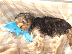 c0143711_20393261.gif
