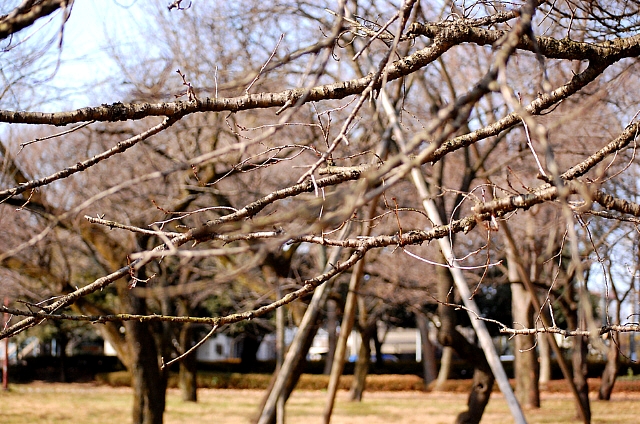 d0083623_9592718.jpg