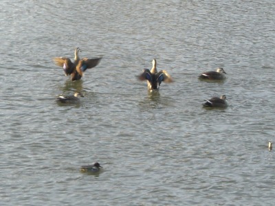 c0078480_2054259.jpg