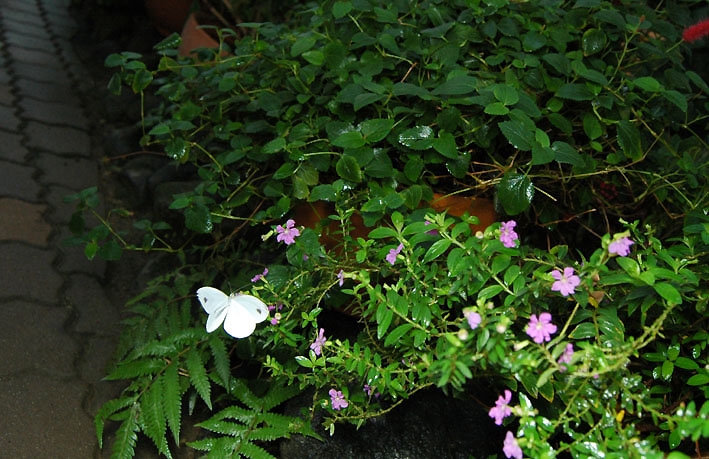 f0090680_1451149.jpg