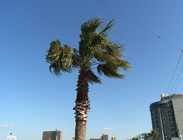c0096393_015124.jpg
