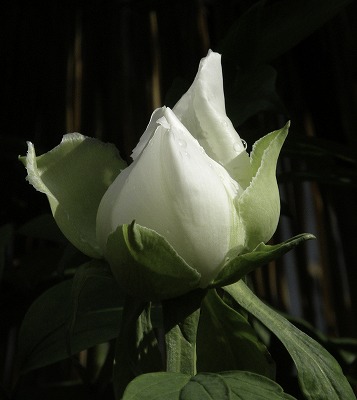 e0121110_8411375.jpg