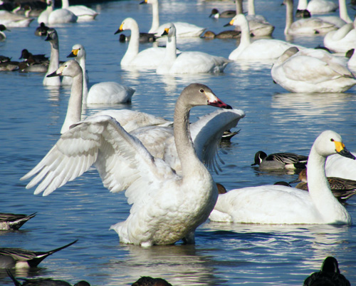 f0147025_8222273.jpg