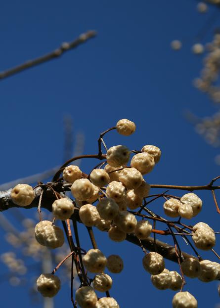 c0035931_21145010.jpg
