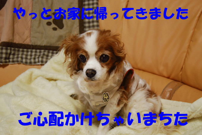 c0136838_2338063.gif